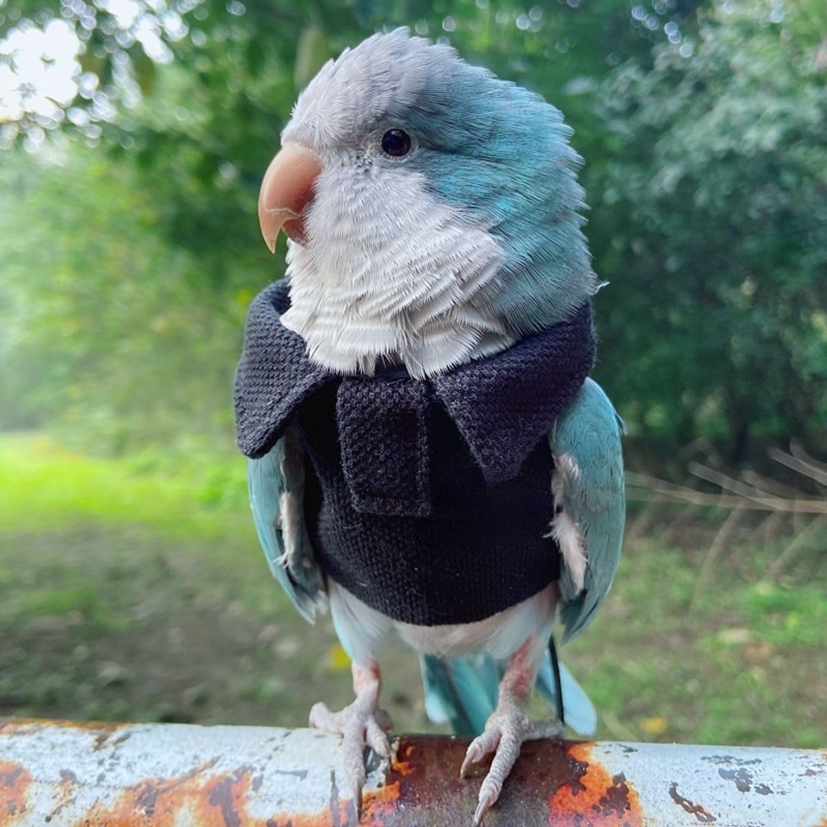 Bird Costume Bird Diaper Flight Suit Bird Navy Top Bird Clothes Cosplay Photo Prop for Parrots Lovebird Parakeet Cockatiel Small Animals Apparel (with Diaper,2XL)