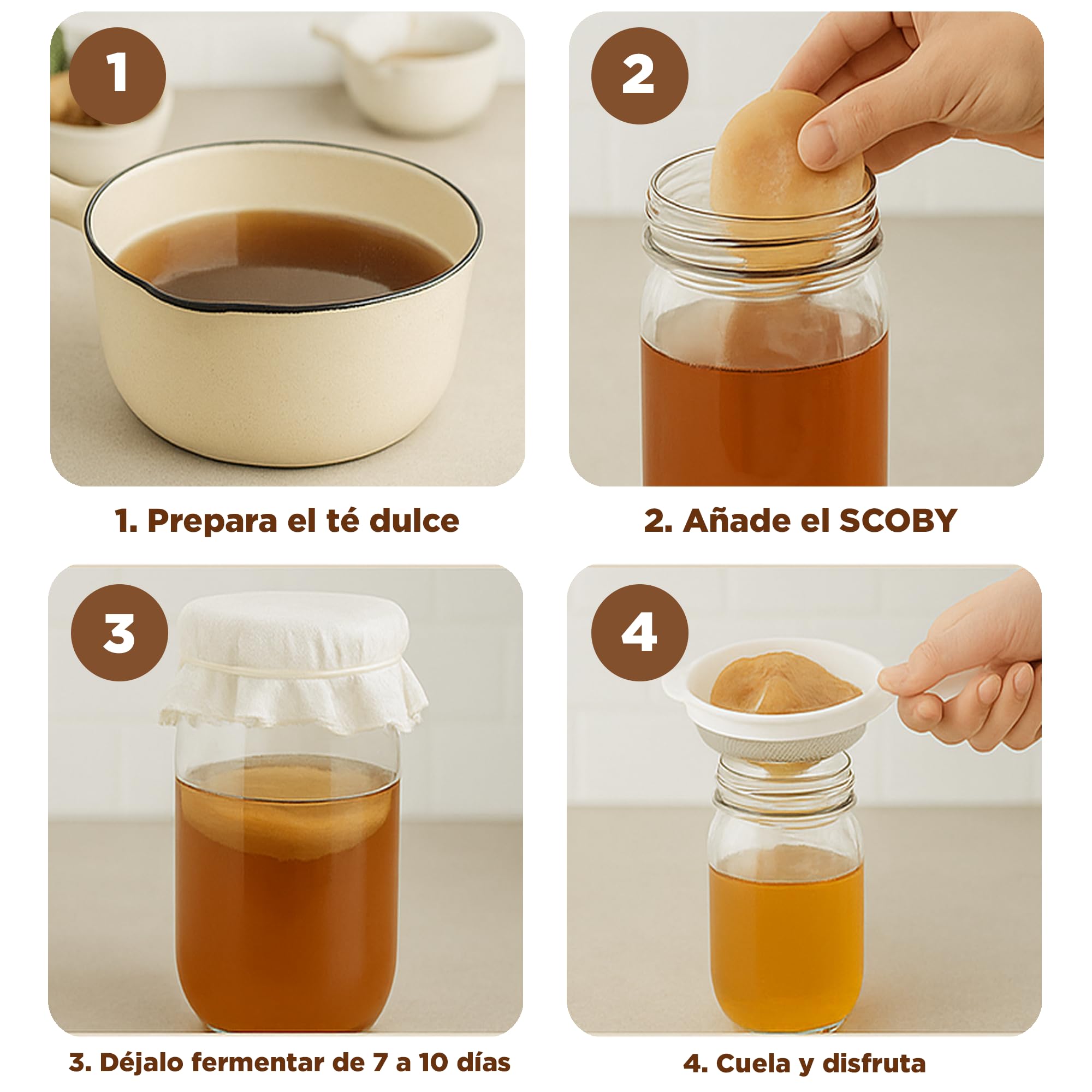 Pack 2X Disco SCOBY Kombucha Fresco + Instrucciones + Recetas + Ayuda y Asesoramiento en español - OH MY KÉFIR