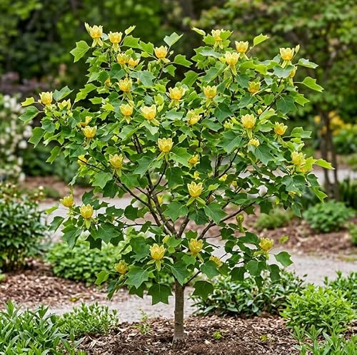 Tulip Poplar Tree Live Plant 8–12" Tall Quart Pot, Yellow Tulip Tree Seedling, Hardy Landscape Tree