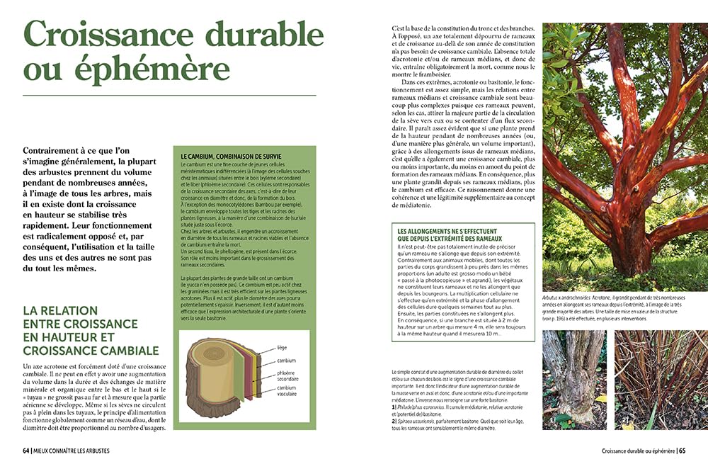 Encyclopédie Prieur - La taille raisonnée des arbustes