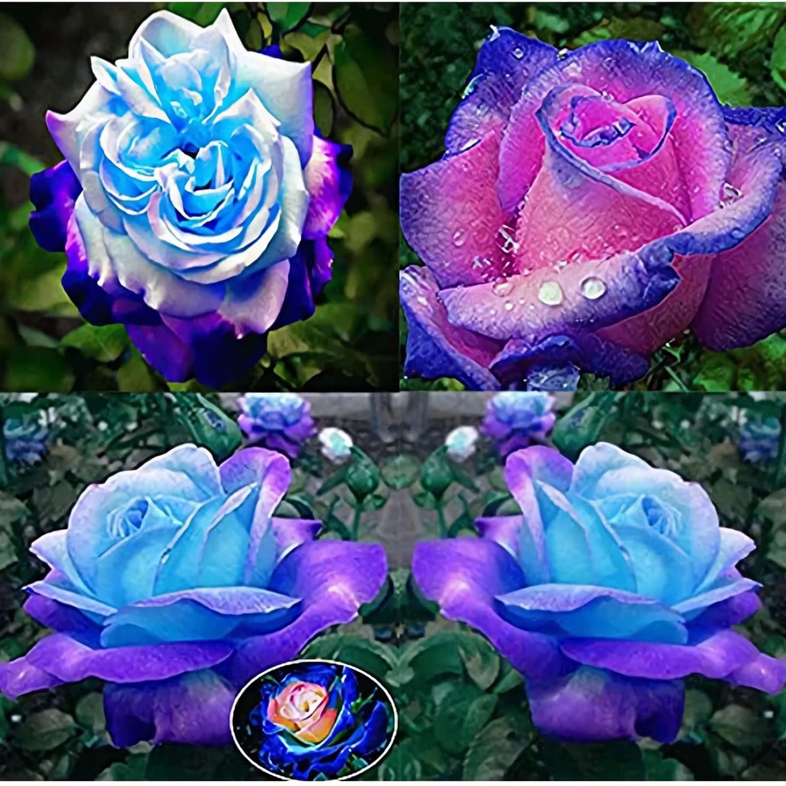 Rose Bulbs Now UK, Strong Plant, Excellent Display, Rare Plants, Mix Greening Flower, Easy Plant, for Containers, Natural Organic, 4bulbs-h