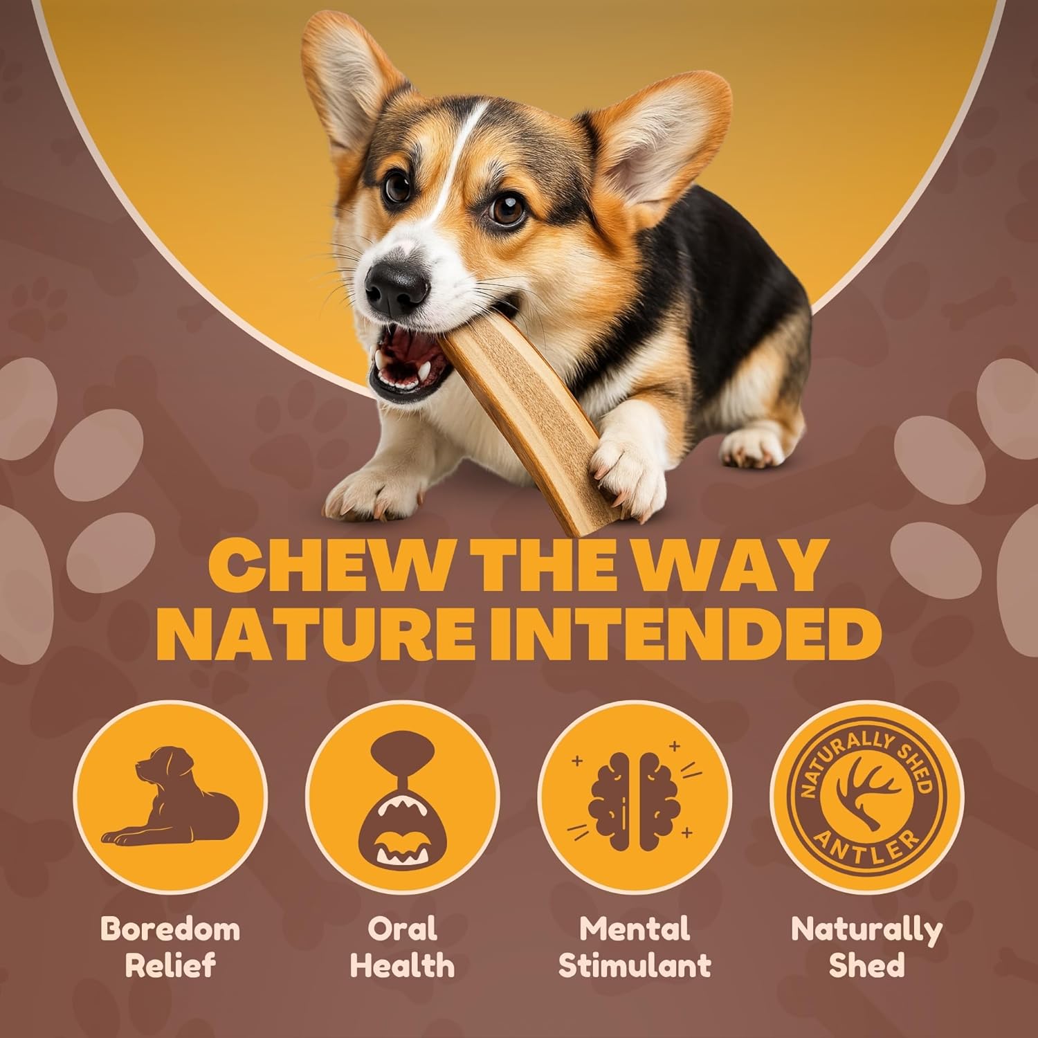 WhiteTail Naturals Premium Split Elk & Red Deer Antlers for Dogs (6 Pack) Naturally Shed Elk Antler Chews with Exposed Marrow – Safe & Mess-Free for Medium to Large Breeds