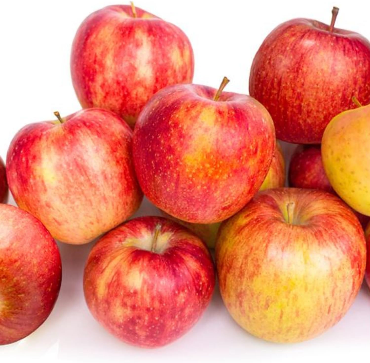 Gala Apple Tree Live Plant, 2 to 3 Feet Tall, Red Apple Tree Plant for Planting, Apple Fruit Trees Indoor Outdoor