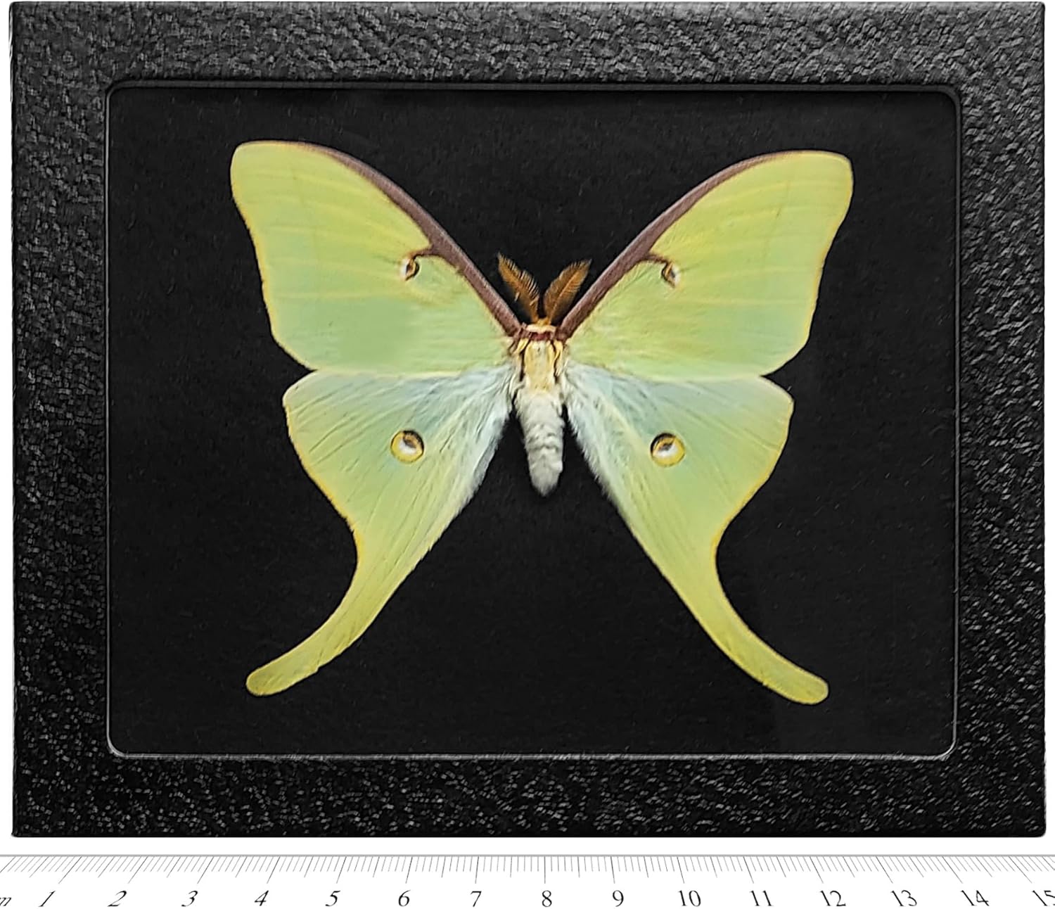 BicBugs Actias luna green saturn moth USA (Black Background)