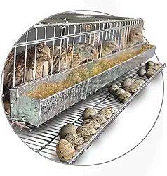 Gaiola Viveiro Codorna Japonesa Poedeira Ovo 15 Aves Postura