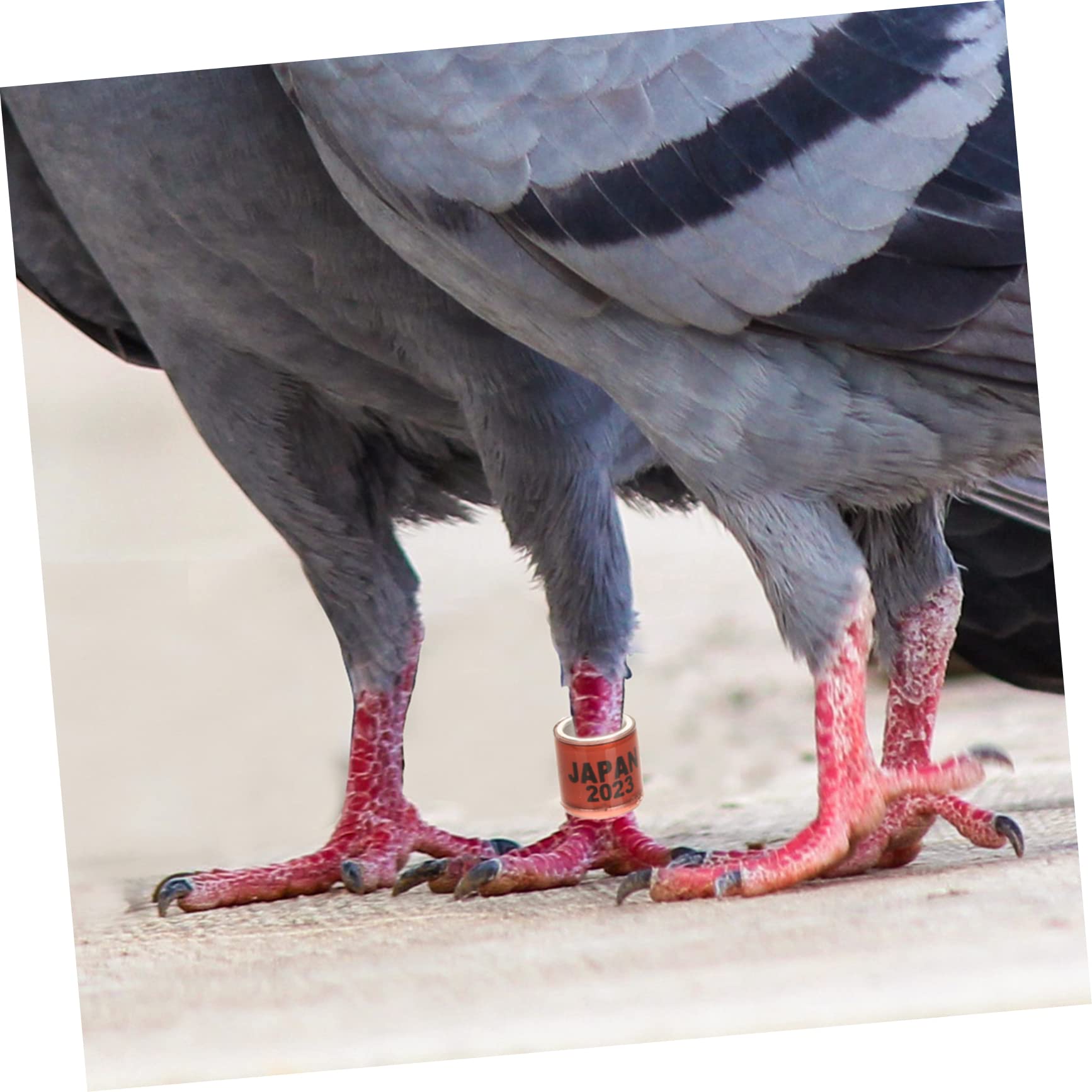 Kisangel 400 Piezas Anillo De Pie De Paloma Banda De Pie De Pájaros Anillos De Pata De Paloma 2023 Banda De Pie para Paloma Bandas De Tobillo De Aves De Corral Mascota Plástico De Aluminio