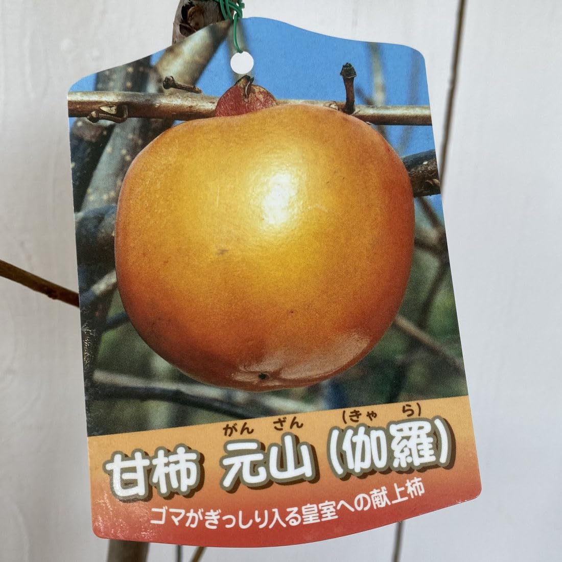 Amazon.co.jp: 甘柿 苗木 元山 12cmロングポット苗 がんざん カキ 苗