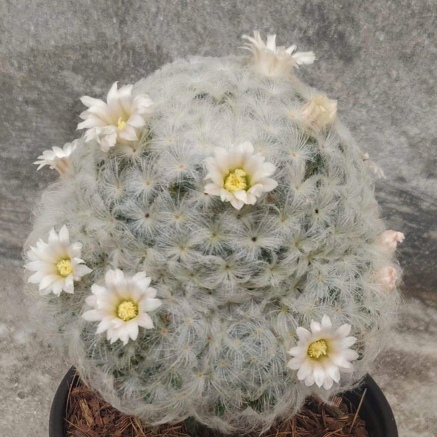 Live Feather Cactus Mammillaria Plumosa, White Flowering Cactus from greEen earth.-image-38