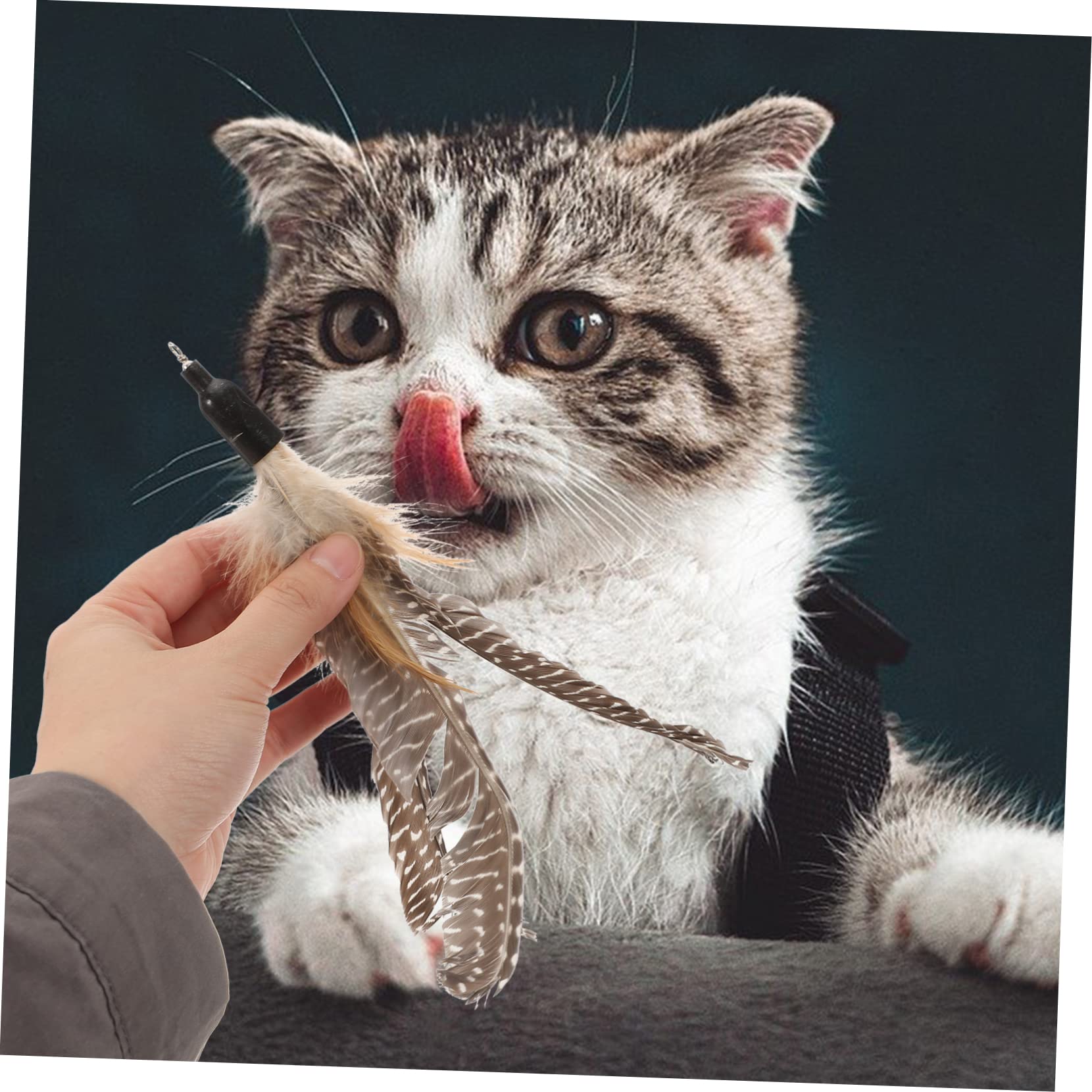 INOOMP Lot De 4 Jouets Interactifs pour Chat Amusants pour Chatons Et Chats 8 Pièces X 4