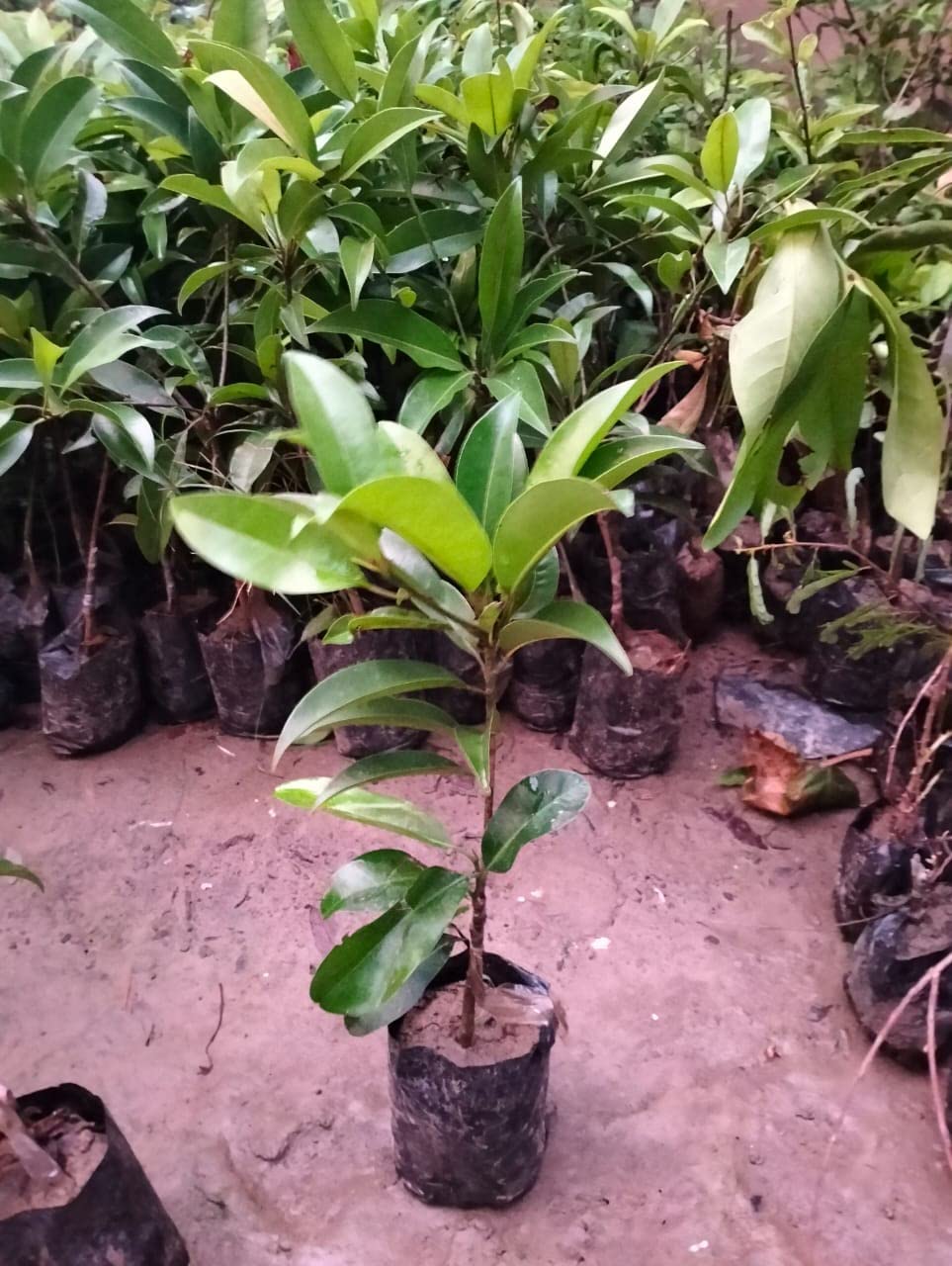 Oxygreenplant PKM-1 Varieties Chikoo,Chiku,Sapota Manilkara