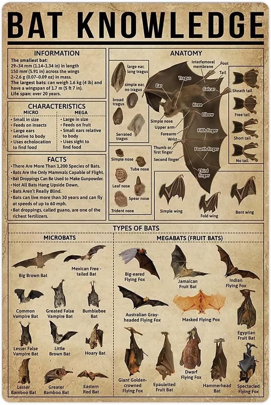 Bat Knowledge Metal Tin Signs Bat Infographics Retro