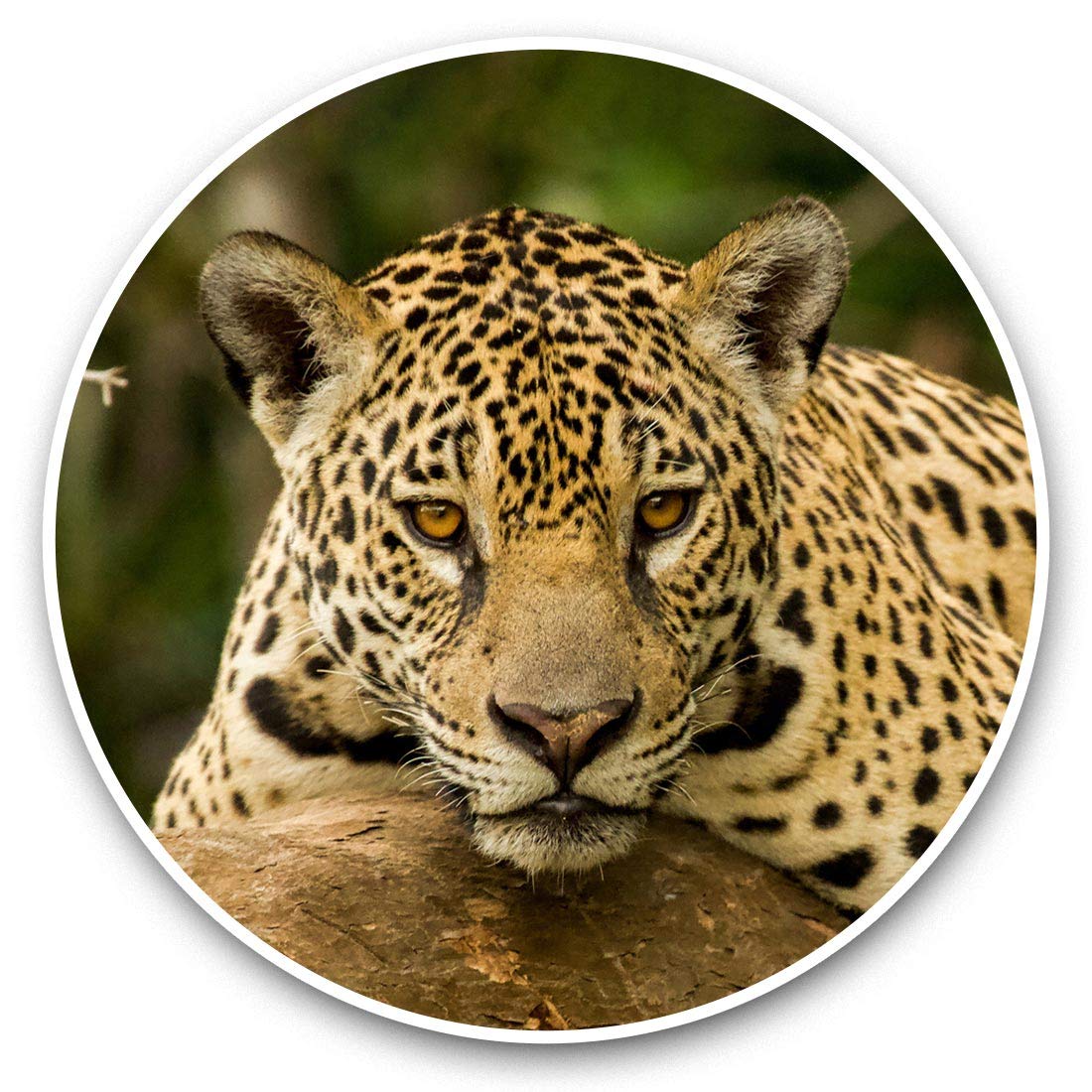 Destination Vinyl Ltd Jaguar Brazil Jungle Big Cat Wild 45427 Awesome Vinyl Stickers (Set Of 2) 7.5Cm - Jaguar Brazil Jungle Big Cat Wild Fun Decals For Laptops,Tablets,Luggage,Scrap Booking,Fridges #45427