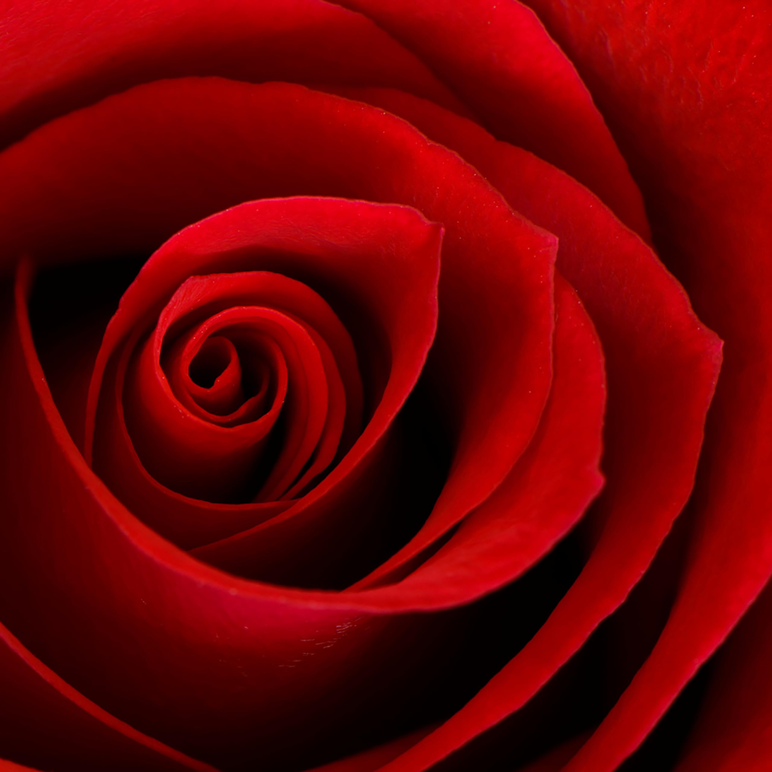 Rose & Flower 10 Spikes