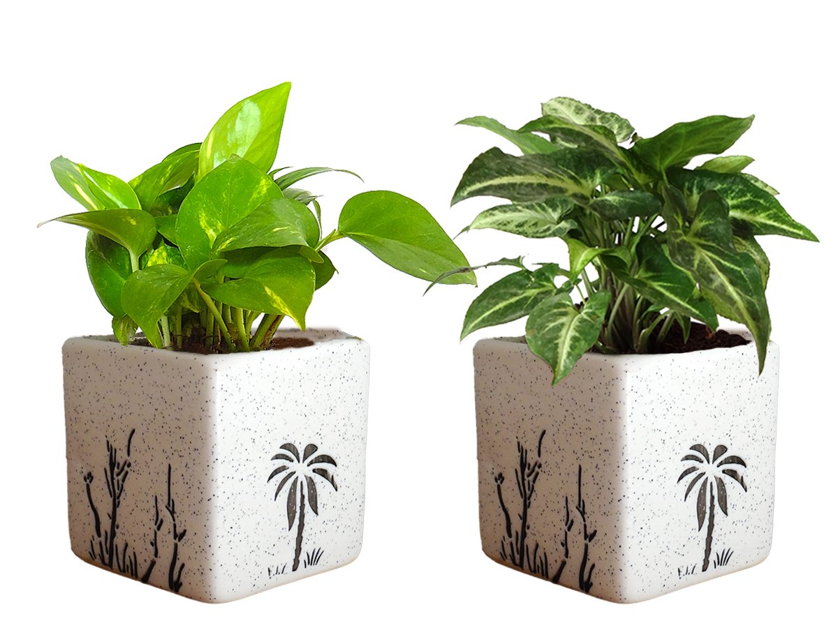 Rolling Nature Combo of Good Luck Air Purifying Live Money Plant and Syngonium Green Plant in White Square Aroez Ceramic Pot (B0789P9Y6T) Amazon Price History, Amazon Price Tracker
