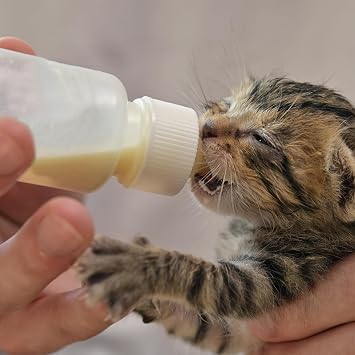 Kitten Bottles, Pet Feeding Syringe Nipple Bottles, Puppy Kitten Whelping Kit, for Puppy Squirrels Rabbit and Other Newborn Pets (18Pack)