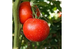 Burpee Big Boy Hybrid Tomato Seeds: A Bountiful Harvest at Your Fingertips