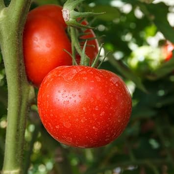 Mountain Valley Seed Co Tomato Garden Seeds Burpee Big Boy Hybrid 10 Seeds | Non-GMO - Vegetable Gardening Seed