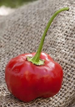 Malawi Piquante Heirloom Pepper Premium Seeds for Planting Packet