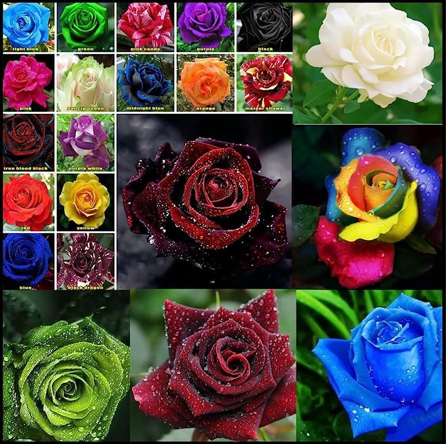 Multicolor Rose Gulab Flower Seeds, 105+ Seeds (Red, Blue, Purple, Black, Green, Rainbow 15+ Seeds Each) (B0CH3TR1RJ) Amazon Price History, Amazon Price Tracker