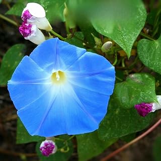 Morning Glory Heavenly Blue - 120 Seeds + Freebie + Plant Tag - Ipomoea Tricolor