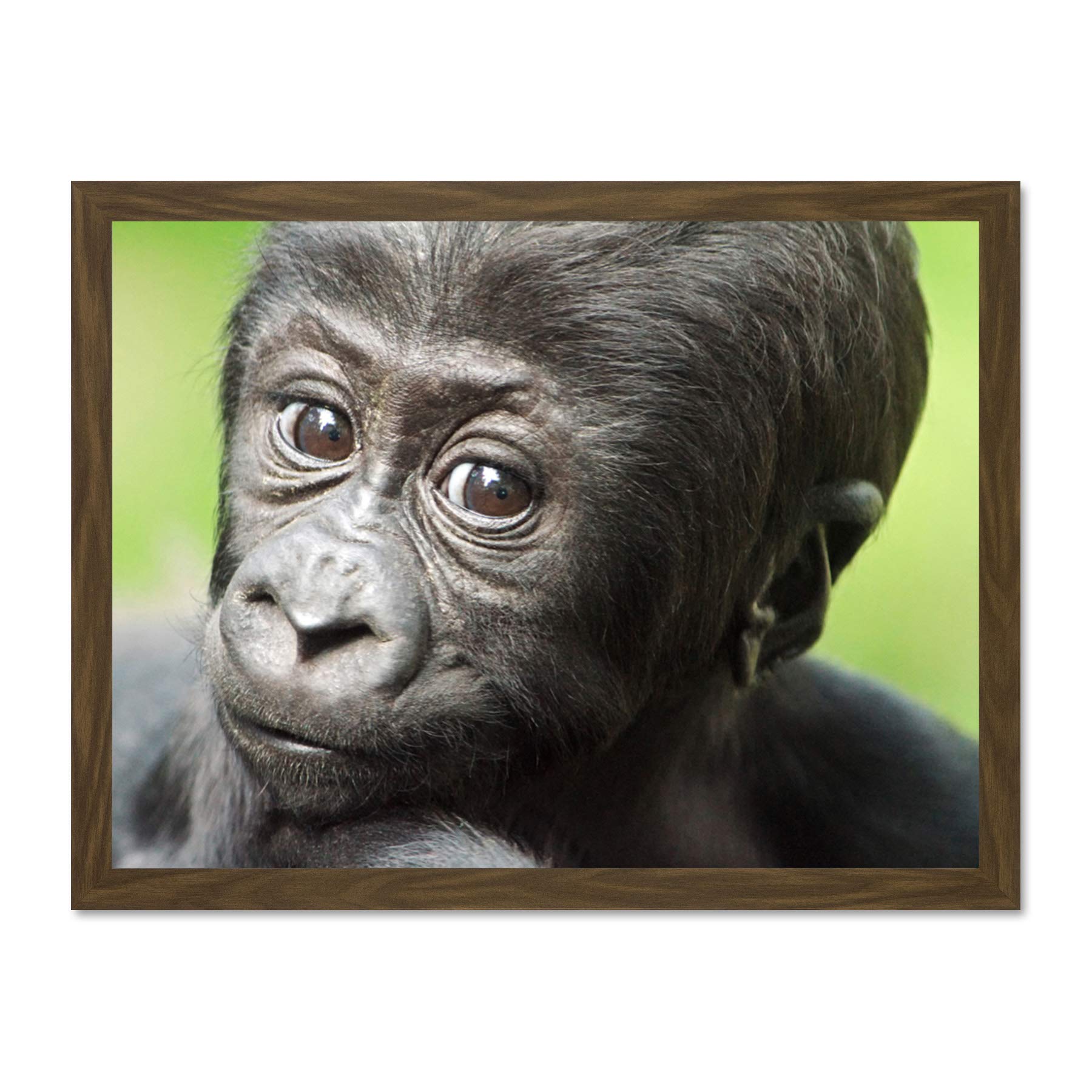 Wee Blue Coo Young Gorilla Ape Primate Monkey Jungle Baby Art Large Framed Art Print Poster Wall Decor 18x24 inch