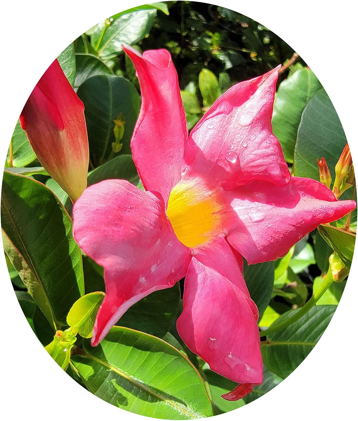 Pink 'Red Riding Hood' - Brazilian Jasmine - Mandevilla sanderii - Live Tropical Plant - Emerald Goddess Gardens-Starter Sz 4 Inch Pot