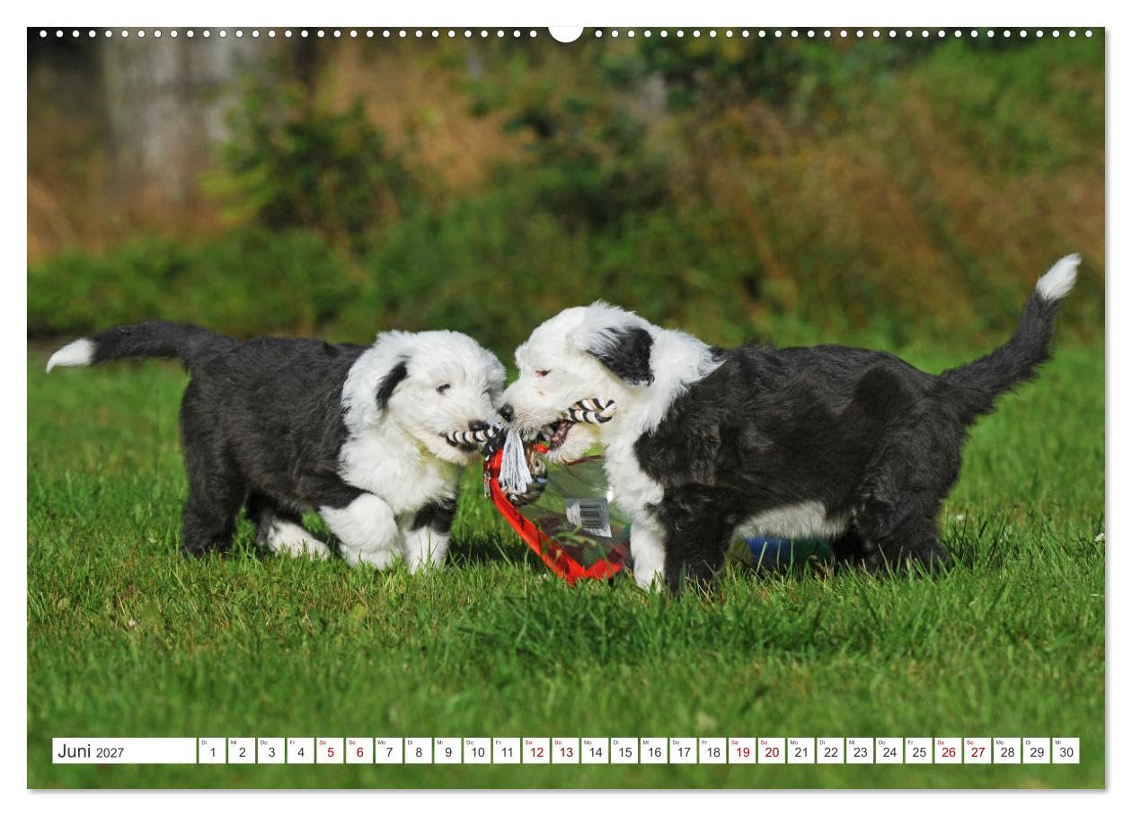 CALVENDO - In der Kinderstube bei Familie Bobtail (hochwertiger Premium Wandkalender 2027 DIN A2 quer), Kunstdruck in Hochglanz: Einblicke in die Bobtail-Kinderstube auf 12 bezaubernden Bildern