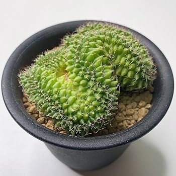 Amazon.co.jp: レア多肉植物 サボテン マミラリア ブカレンシス
