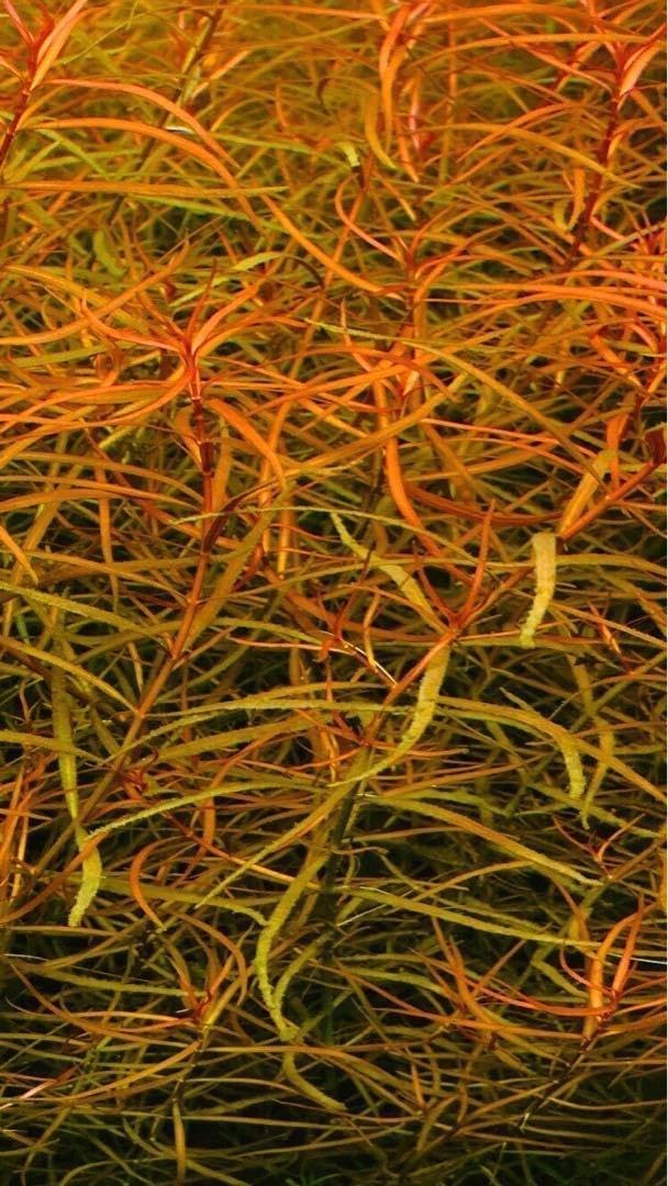 ニードルリーフルドヴィジア 50本 水中葉 無農薬 無害虫