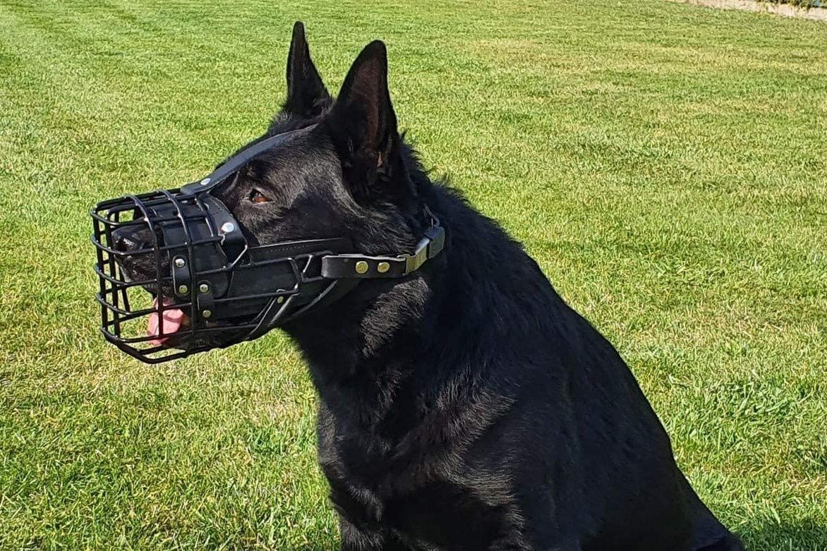 Dingo Gear - Bozal de metal de goma para perro boxeador profesional cómodo producto universal para largos paseos S03043