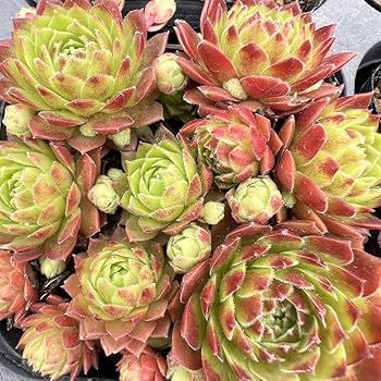 専用ページ　多肉植物　ミックスセンペルビウム　中サイズ　大株プラス 専用ページ 多肉植物 ミックスセンペルビウム 中サイズ 大株プラス