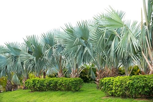 Miniatura 2 de Fan Palm - Semillas de árbol bonsái - 10 semillas para plantar