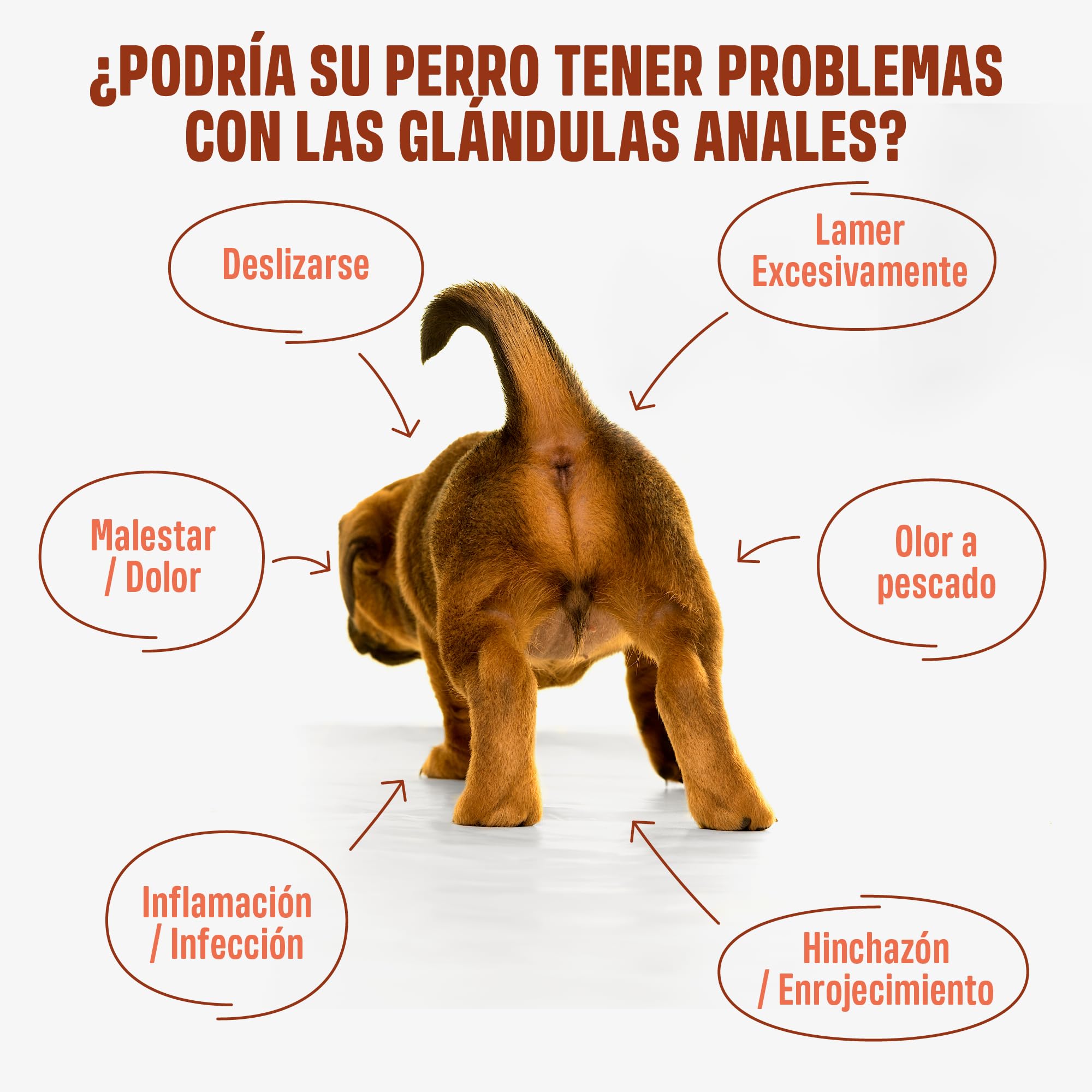 ivvi Anal Gland Snacks para Mejorar la Salud de Las glándulas Anales en Perros - Contiene Calabaza, Psyllium, Lino, Diente de León, Ortiga y Prebióticos. 60 Snacks (270g) con Mantequilla de Cacahuete