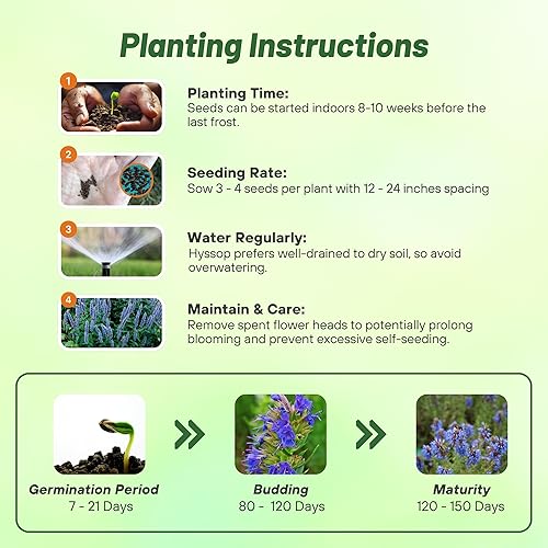 Miniatura 4 de Outsidepride Semillas de hisopo azul para plantar, 2000 piezas de semillas de jardín de hierbas perennes con flores fragantes atractivas para