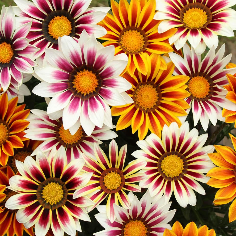 YouGarden Gazania 'Firecracker' Mix, Set of 30 Garden Ready Plants, For Planting Now, Pots or Border Plants with Vibrant Colours