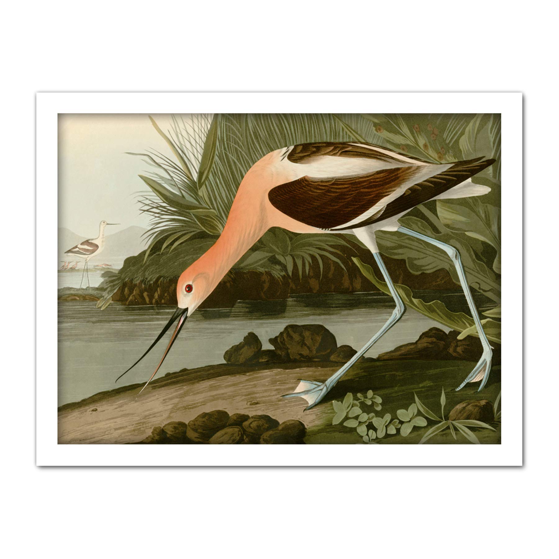 Artery8 Audubon Birds America American Avocet Artwork Framed Wall Art Print 18X24 Inch