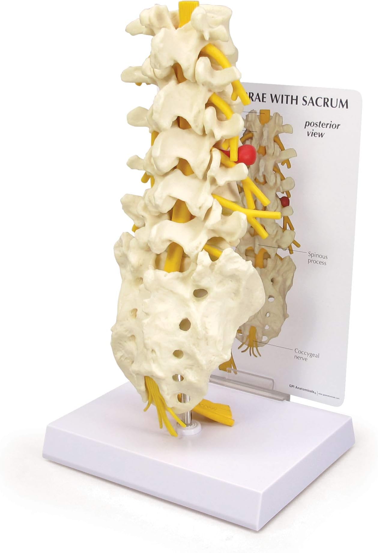 3B Scientific 5 Piece Vertebrae with Sacrum Model