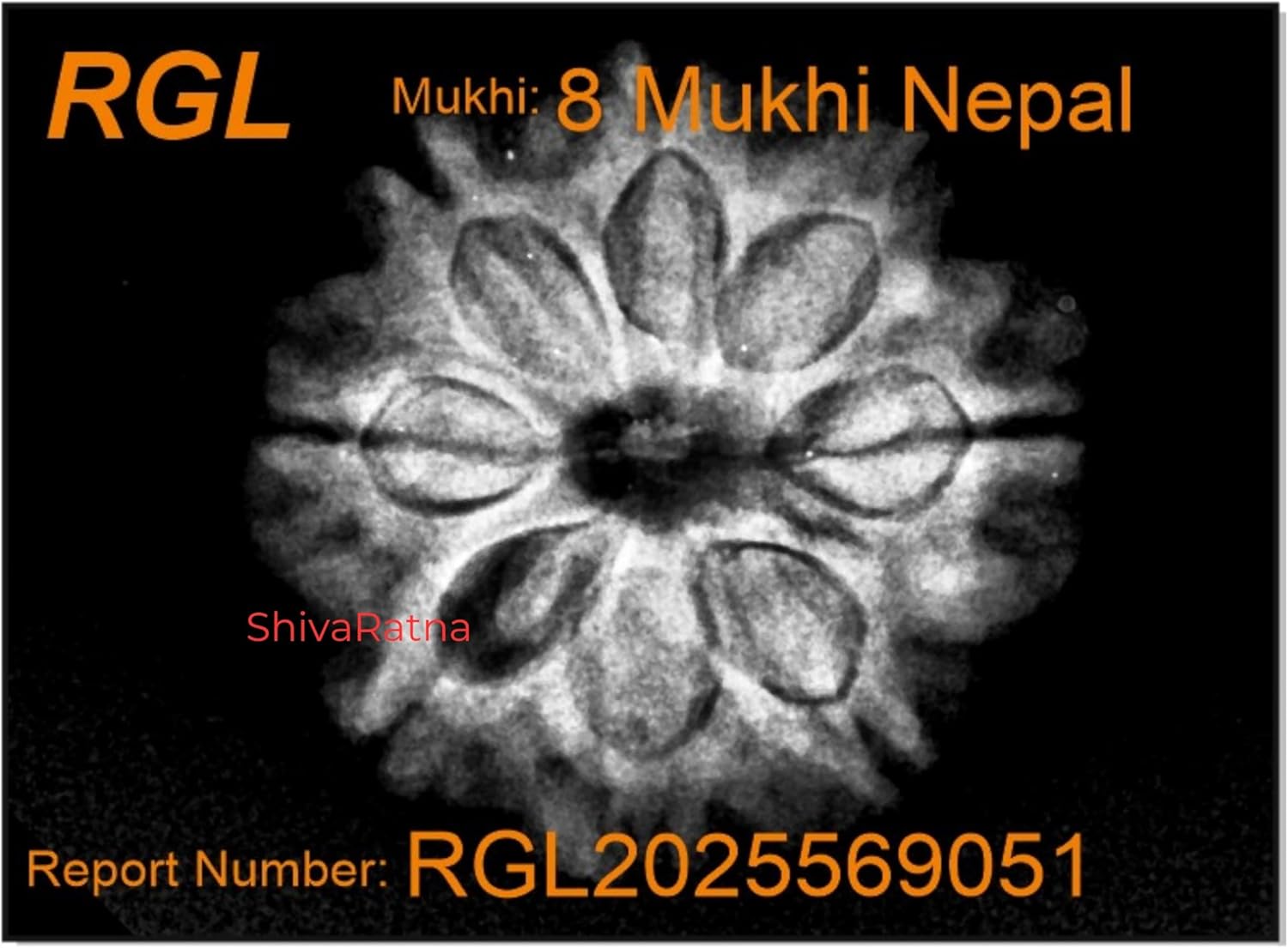8 Mukhi X Ray Certified Rudraksha Bead - Nepal Origin - Hand Picked - Eight Face | Good Shape & Matured Bead |