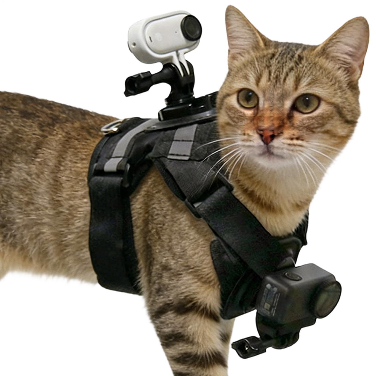 Harnais anti-fuite pour chat, gilet double pour chaton et petit chat de randonnée