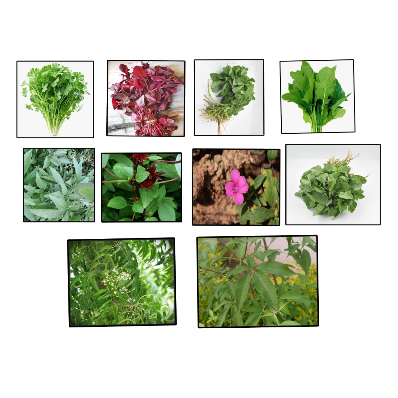 ASPEN® 12 Variety Leaf Vegetable Seeds/Combo Spinach Seeds For Home & Terrace Gardening with Safe & Secure Packing (LIVE Plant-084_Baz)-image-40