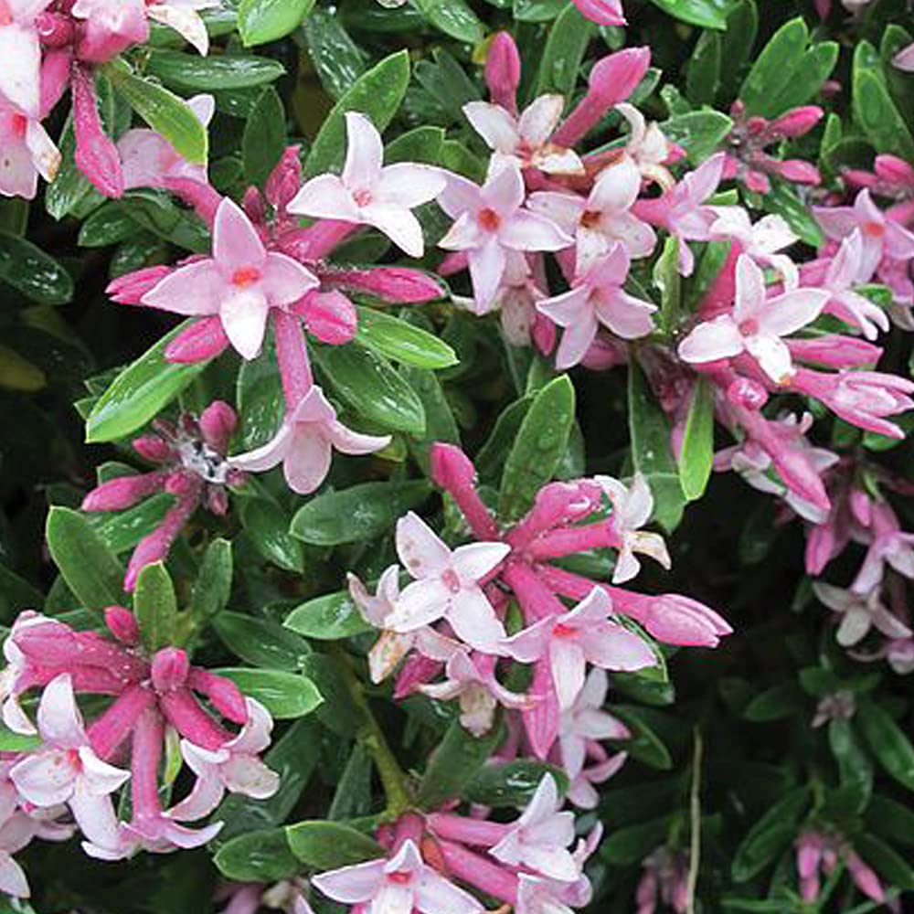Daphne transatlantica 'Pink Fragrance', Pink Flowers, Scented, Hardy Shrub, Semi-Evergreen, 1 x 13cm Potted Plant