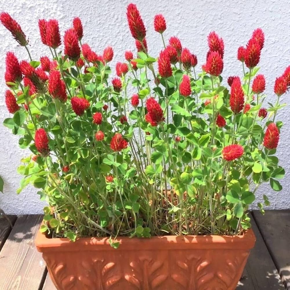 ストロベリーキャンドル Amazon.co.jp: 花の種ストロベリーキャンドル 種子 20g！緑肥 ドライ