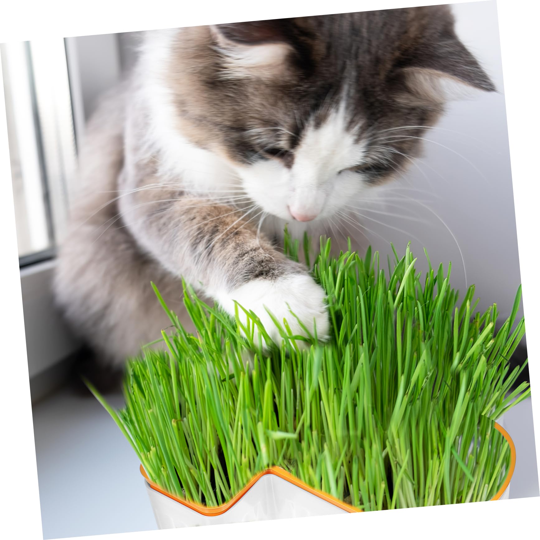 SUPVOX Katzengras Pflanzgefäß – Hydroponischer Pflanzkasten Mit Untersetzer, 14x14x6,5 Cm, Hellgrün