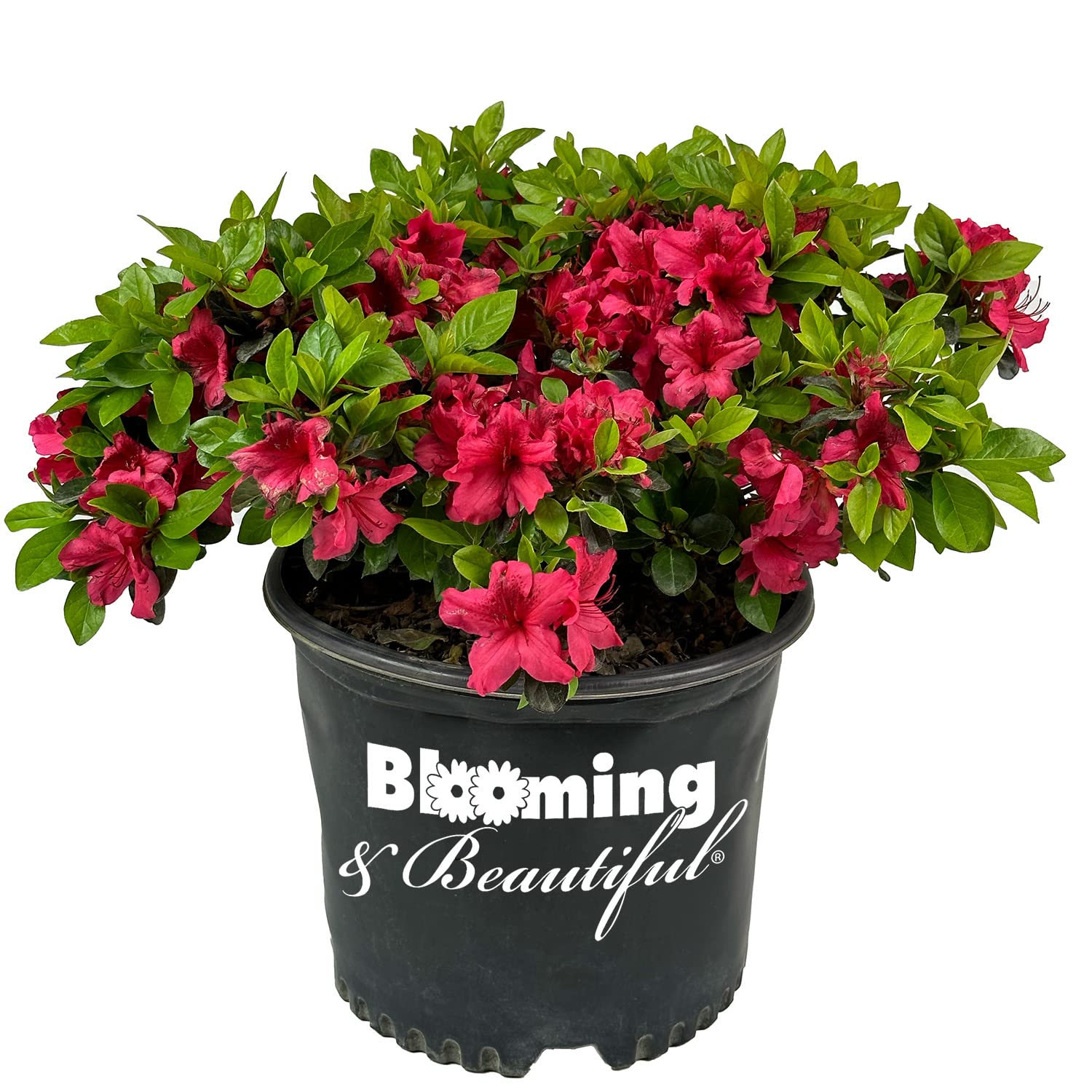 Blooming and Beautiful Girards Crimson Azalea