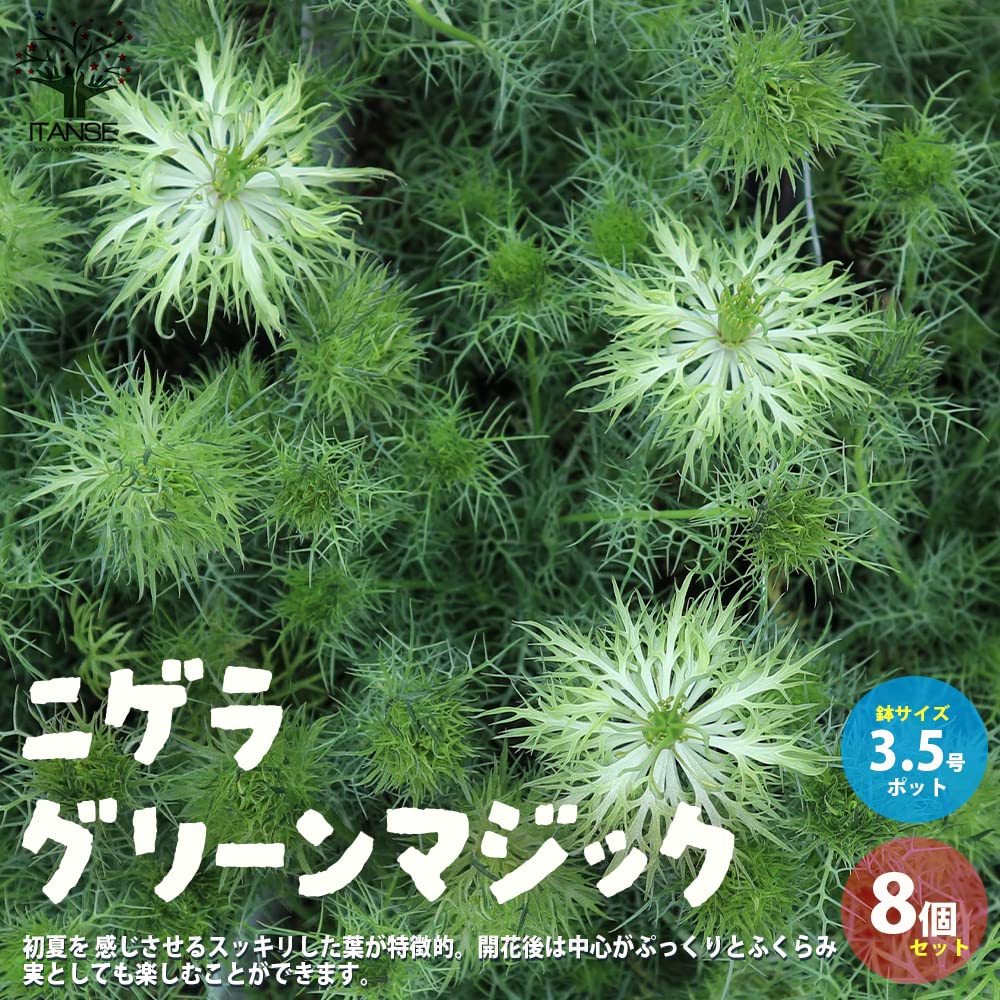Amazon.co.jp: ニゲラ・グリーンマジック 3.5号ポット 8個セット【品種