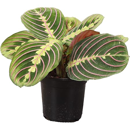 Thorsen's Greenhouse Red Maranta, Live Indoor Plant, Prayer Plant, Plastic Nursery Pot, 4" Diameter