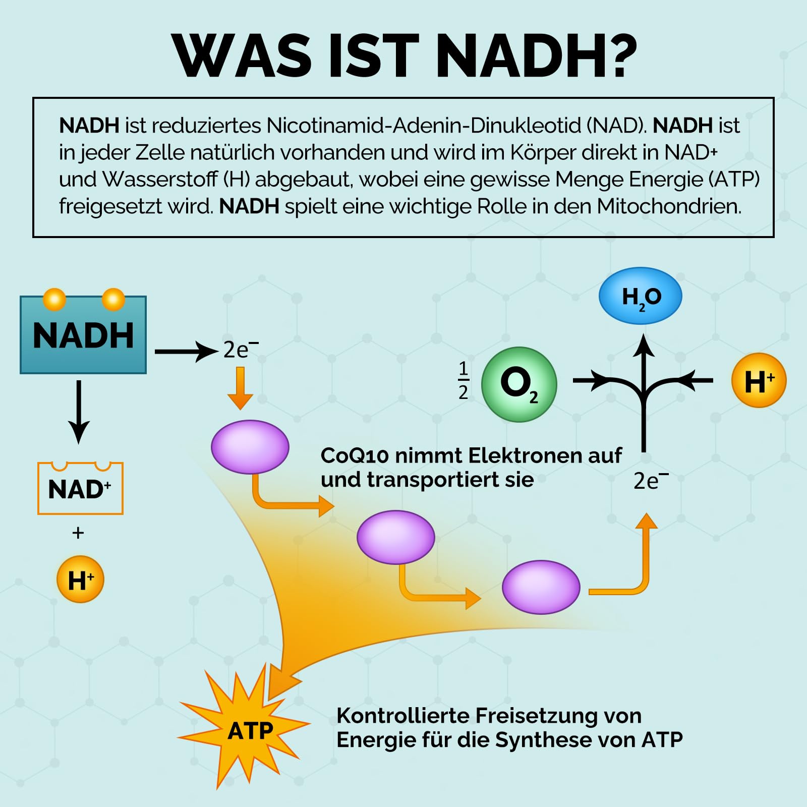 NADH 50 mg, Formule Avancée avec CoQ10, Végétalien, Haute Résistance, Améliore l'énergie Cellulaire, Production d'ATP, 60 Capsules (1 unité)