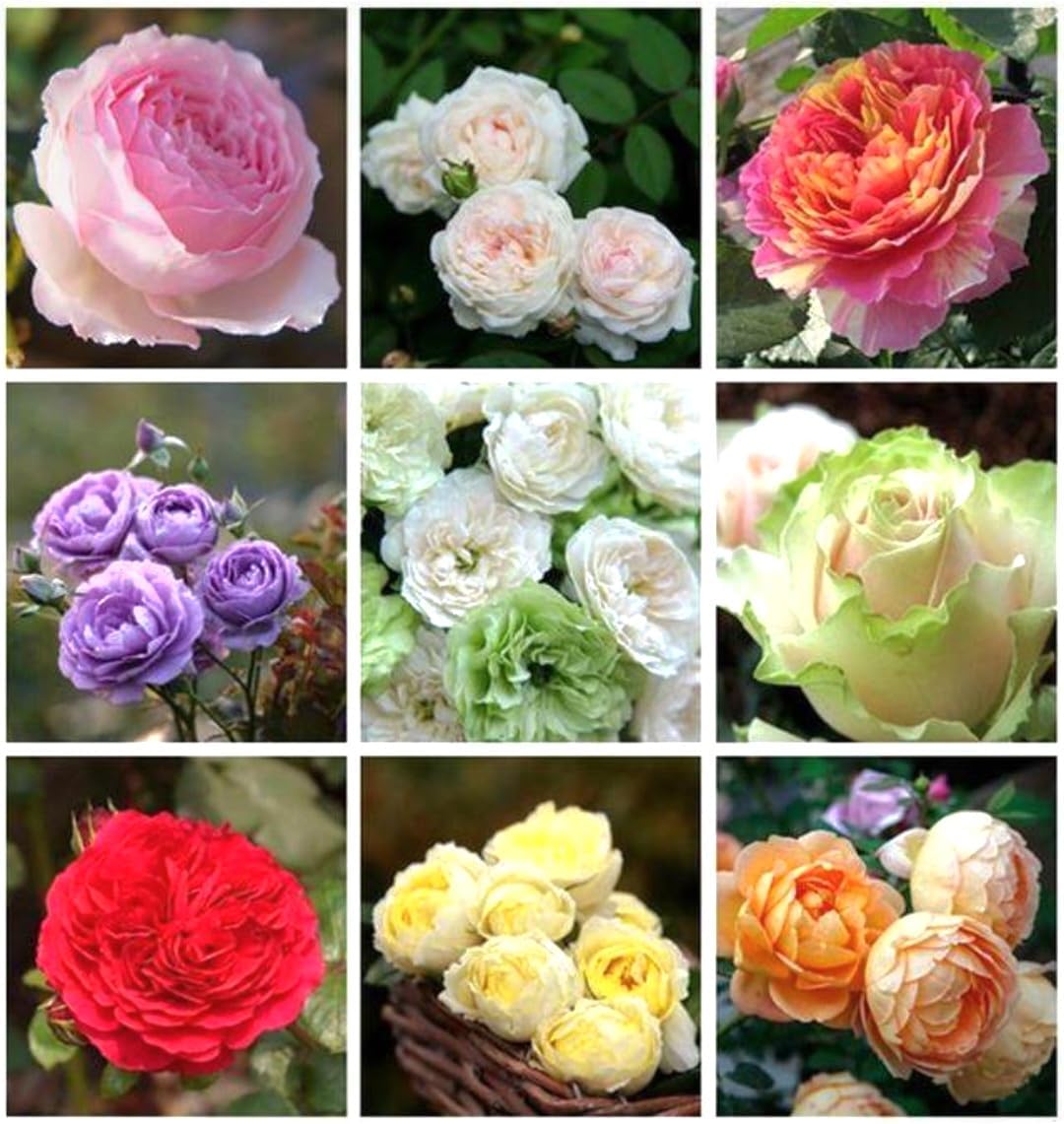 Amazon.com : 100+ Rose Seeds Muti Color Mix - Lush Blooms,Perennial ...