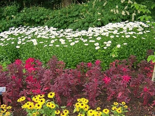 Miniatura 3 de 200 semillas Amaranthus "Early Splendor" Hermoso color carmesí, hermoso color chocolate