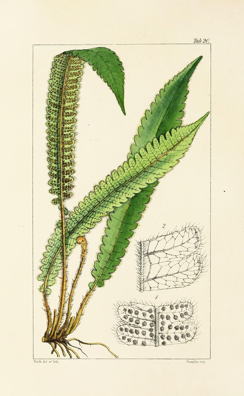 Wiek paproci Pl.20 (1854) plakat wydruk autorstwa Williama Jacksona Hookera (24 x 36)